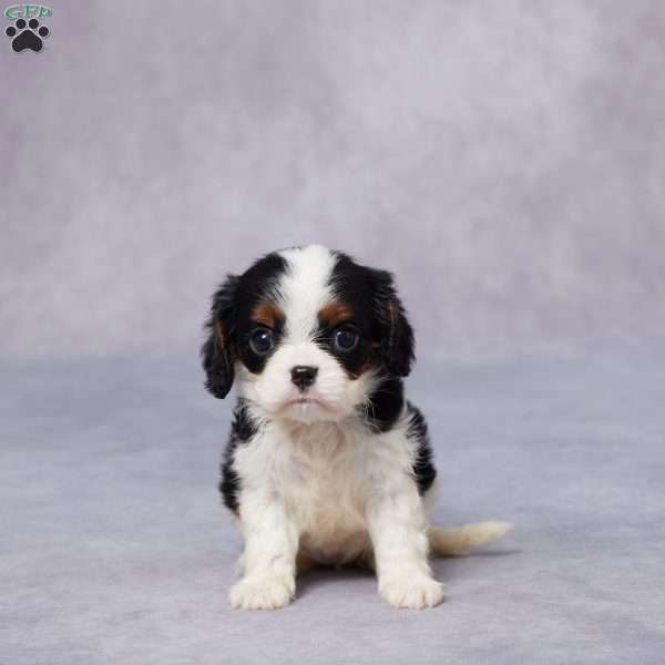 Edie, Cavalier King Charles Spaniel Puppy